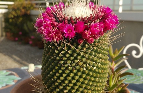 Misano Adriatico Apartment | Cristina’s flat, a cozy attic with roof garden next to the beach