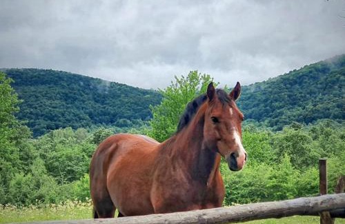 Dreznik Grad House | D&A rooms and apartments near Plitvice lakes