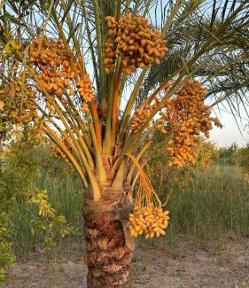 Gabes Villa | Dar Jamila - Au coeur de l'Oasis -