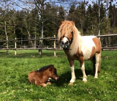 Eisenbach Apartment | Das Falken Nest