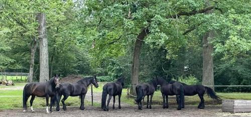 Zoersel House | de Swaenhoeve