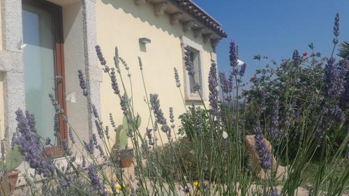 Arzachena Apartment | Dependance Pavoncella