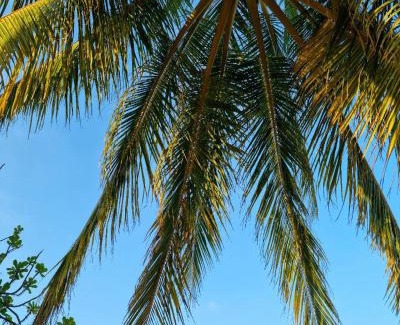 Rasdhoo House | Dhaankolhu Rasdhoo