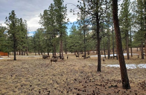 Westcliffe House | Dog Friendly, Cozy 3 Bdrm Cabin in the Woods