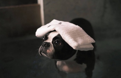 Miyakami RV Rental | Dog Sweet Base Dinner and breakfast included G/Ashigarashimo District Kanagawa