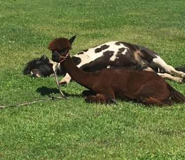 gmina Michałowo House | Dolcevita Podlasie
