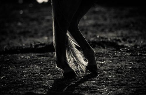 Champsac House | Domaine Abbey-Rose