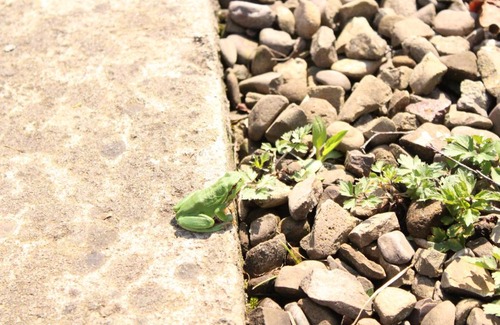 Lesko House | Domek całoroczny El Coyote