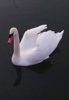 Swidwin Cabin | Domek nad jeziorem Bystrzyna