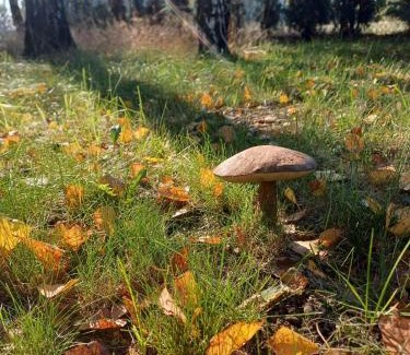 gmina Wodzierady House | Domek wakacyjny