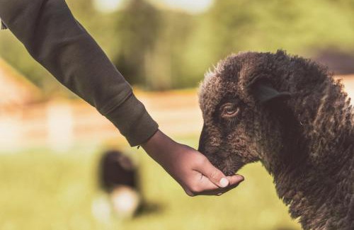 Wisla Ski Chalet | Domki na Stecówce