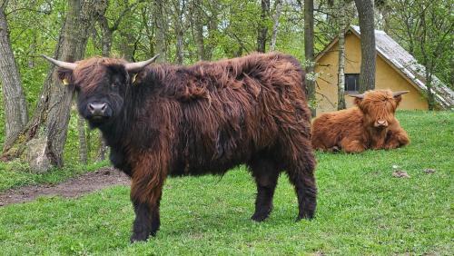 Aars Bed & Breakfast | Dybvad Mølle bed and breakfast