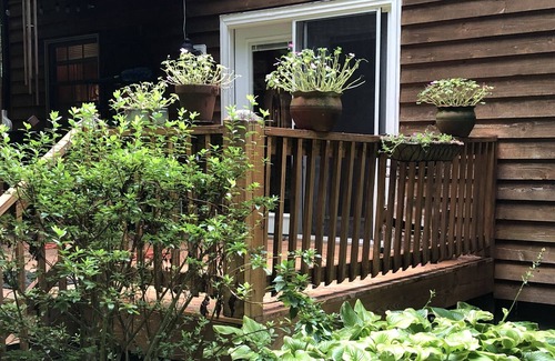 Cherokee Cabin | Enjoy great trout fishing and the serenity of the mountains!