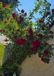 Jungholz Bed & Breakfast | Erd´s Hoimatle