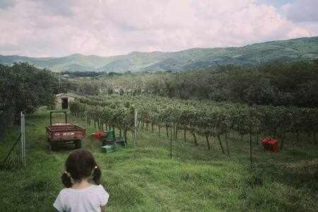 Pieve di Chio Apartment | Fantastic Apartment in the Heart of Toscana