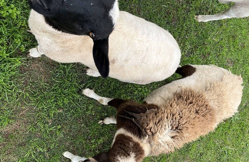 Lissie House | Farm experience and group getaway at Pazific Ranch