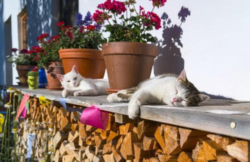 Bad Bayersoien Apartment | Ferien beim Baur
