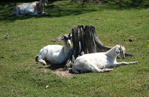 Grunow Apartment | Ferienbauernhof - Ferienwohnung 6