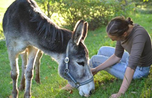 Goestling an der Ybbs Apartment | Ferienstadl - Hammerau