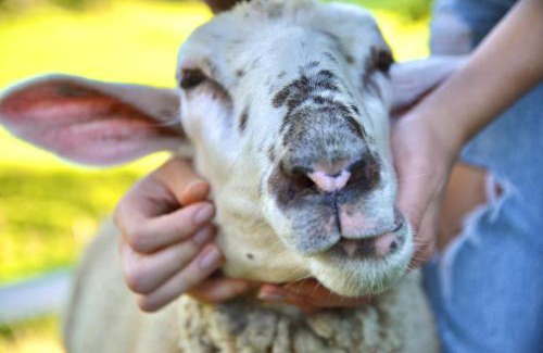Goestling an der Ybbs Apartment | Ferienstadl - Hammerau