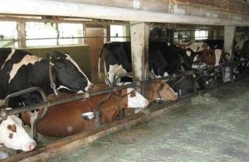 Rohrbach Apartment | Ferienwohnung/app. für 5 Gäste mit 30m² in Rohrbach