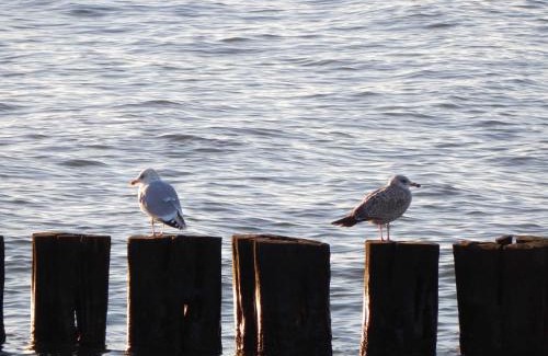 Ortsamt 2 Apartment | Ferienwohnung Immenbarg Objekt 2