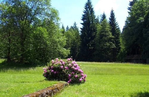 Waldmuenchen Apartment | Fewo umgeben von Wald, Wiesen und Bächen