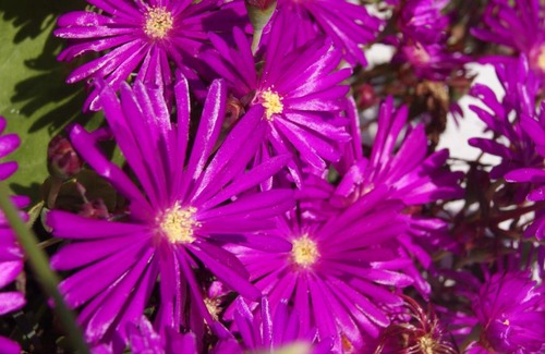 Mertola House | Flor de Laranjeira