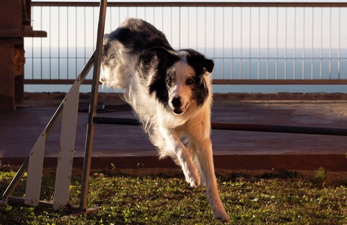 Roiano-Gretta-Barcola-Cologna-Scorcola Apartment | Footsteps of Bora - Apartment with sea view - pet friendly