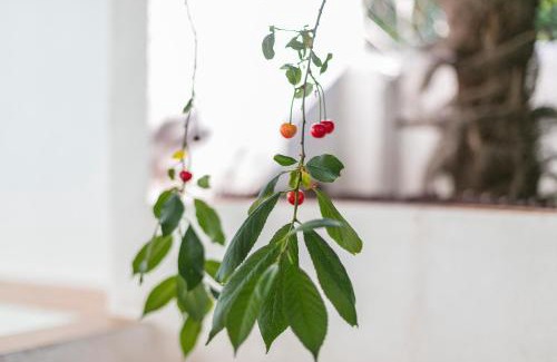 Alfama Apartment | Fragrant Apt with Private Garden in Historic Graça