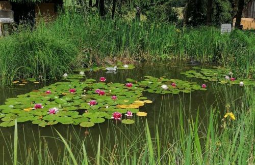Trendelburg Apartment | Froschkönig mit Teichblick