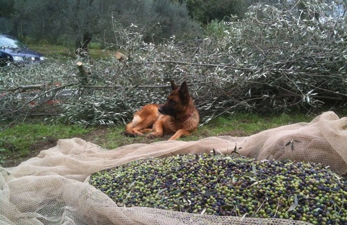 Gradoli House | Fully equipped holiday cottage in front of the Lake, surrounded by olive trees