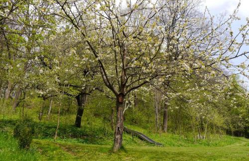Hollfeld Apartment | Gästehaus Seeber
