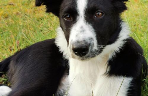 Mayet House | Gîte de charme avec terrasse, proche circuit 24H et zoo de la Flèche, idéal pour 4 pers. - FR-1-410-438