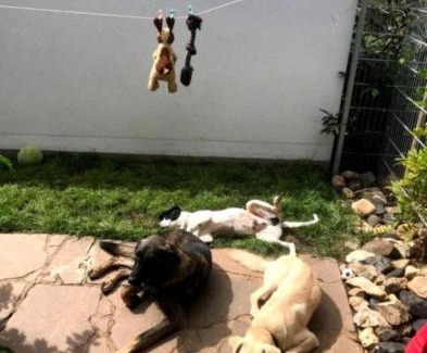 Hirschaid Apartment | Garten Apartment für Hundefreunde umzäunt Souterrain