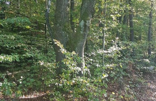 Falkenfels House | Gasthaus-Pension Hilmer