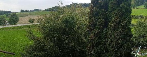 Falkenfels House | Gasthaus-Pension Hilmer