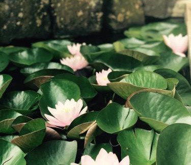 Wiesensteig House | Gasthof zum See