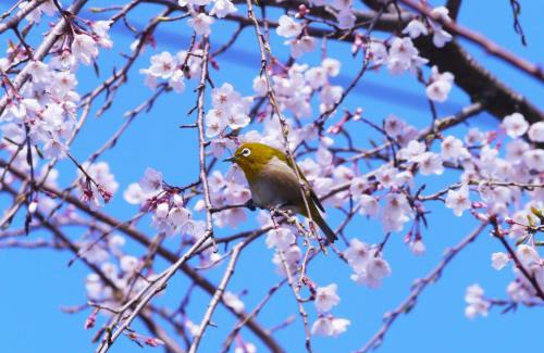 Gars am Kamp House | Gemütliches, heimeliges Ferienhaus