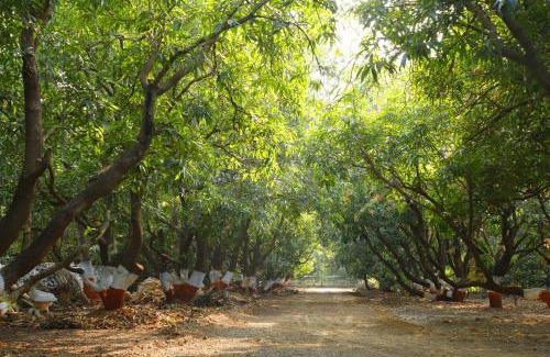 Gir National Park Resort | Gir Gandi - A Riverside Resort