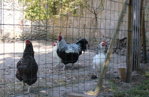 Veuves House | GITE CHEZ COCOTTE 4/6P EN BORD DE LOIRE AVEC PISCINE CHAUFFEE