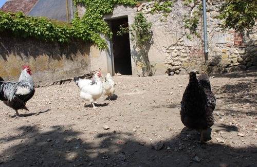 Veuves House | GITE CHEZ COCOTTE 4/6P EN BORD DE LOIRE AVEC PISCINE CHAUFFEE