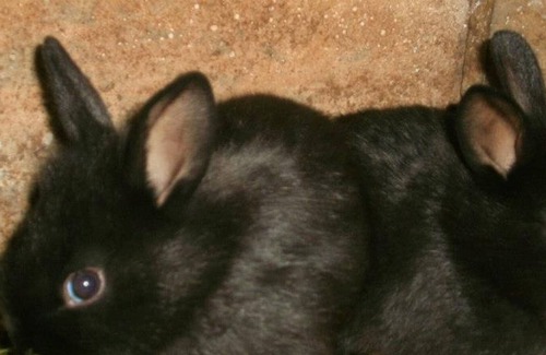 Saint-Maclou-de-Folleville House | Gite Saint-Maclou-de-Folleville, 1 bedroom, 2 persons