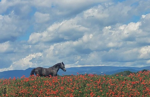 Widensolen House | Gite in the heart of nature 15 minutes from Colmar