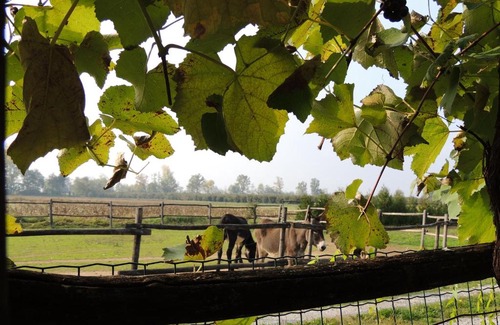 Peveragno Other | Glamping sky Bubble di Cascina la Commenda