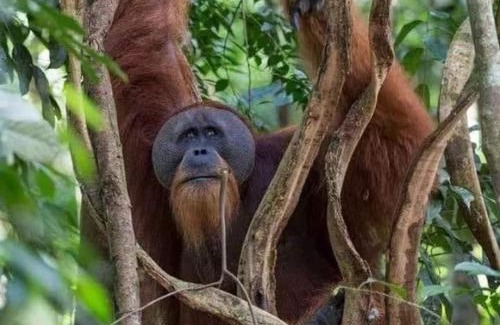 Bukit Lawang House | GRANDMA GUEST HOUSE including jungle Trek