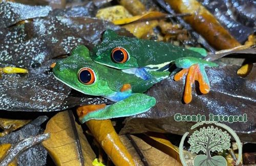 Guayabo House | Granja Integral Luz Del Corazon