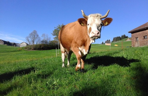 Rute Apartment | great offer: hiking, skiing, suspension railway, tobogganing, climbing park and customs .