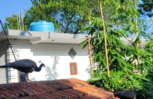 Mirissa House | Green nature