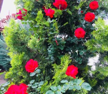 Kardzhali Province House | Guest House Dobrev